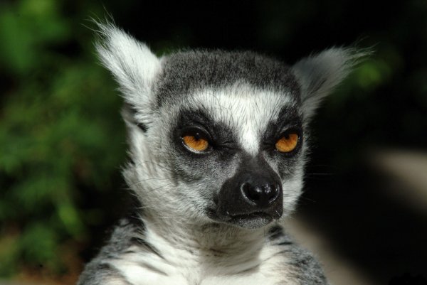 lemur