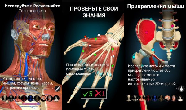 Anatomy Learning Pro v2.1.449