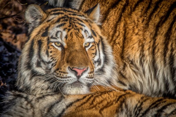 For Tiger