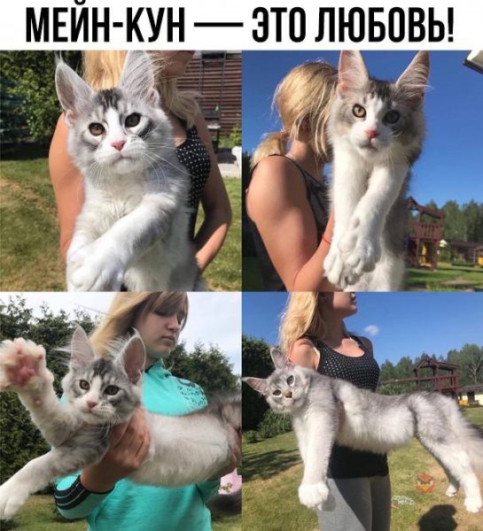 Bt7ieTLVjXI