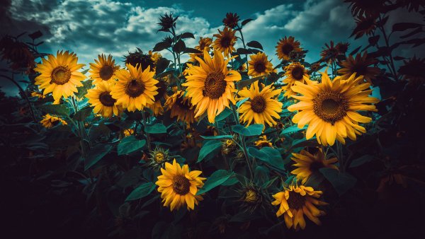 file_91148972