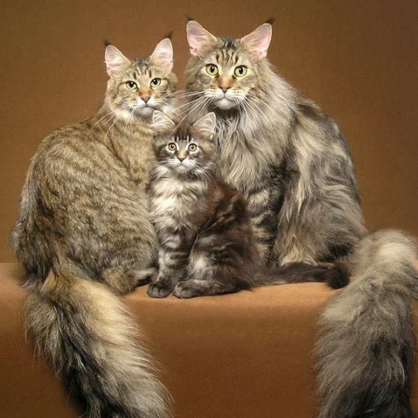 Кошачья семья