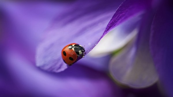 file_69070756