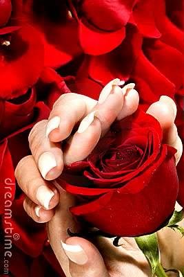 Rose With Rose