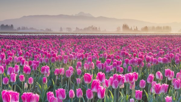 SkagitTulips ROW2420005352 UHD