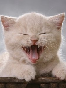 Lacki kats
