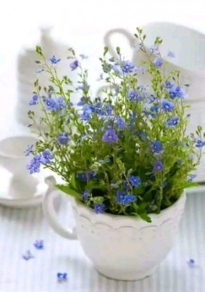 file_98479569