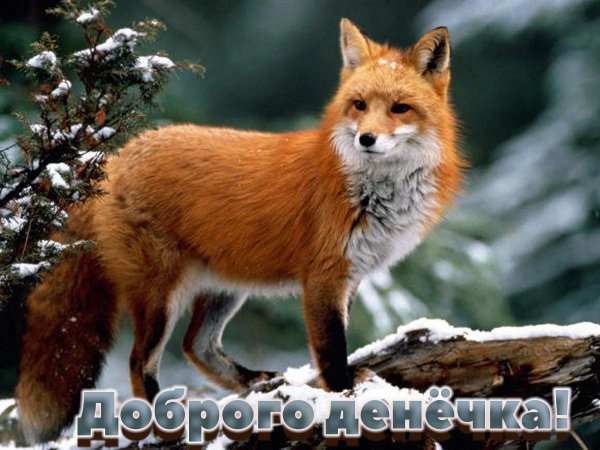 Доброго денёчка