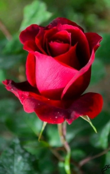 file_96269893