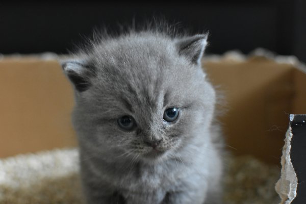 Litterforfeline