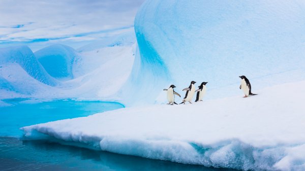 PenguinDirections ROW6068670140 UHD