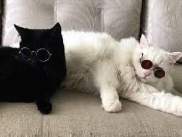 Кот и кошка