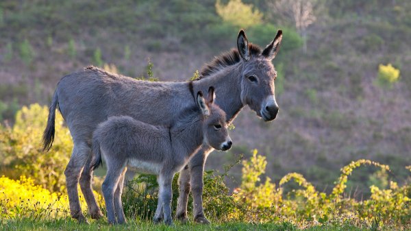 SardinianDonkey ROW1501196122 UHD