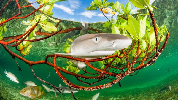 LemonShark ROW1540729665 UHD