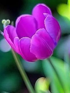 tulips-24 tn