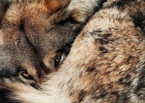 photo 1555444289