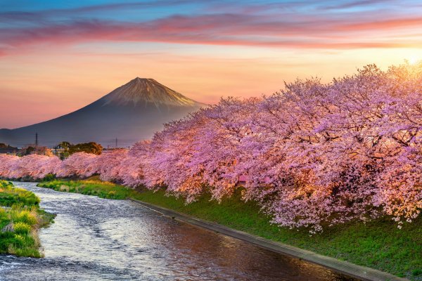 vishnia-vesna-iaponiia-sakura-japan-tsvetenie-pink-blossom-1