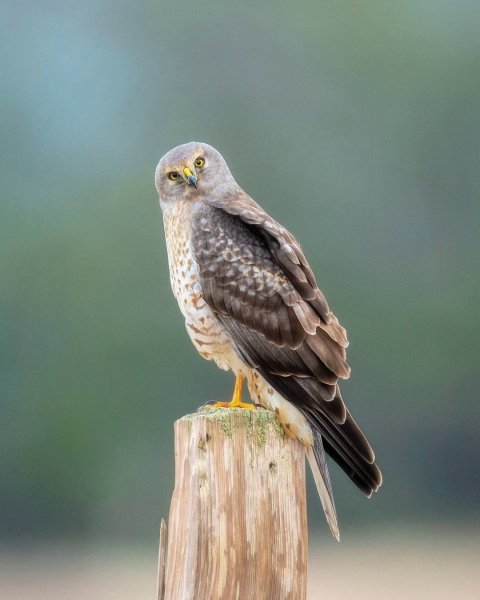 Американский лунь Northern harrier