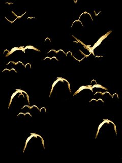Gold птицы в полете анимация