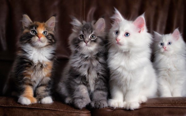 Котята