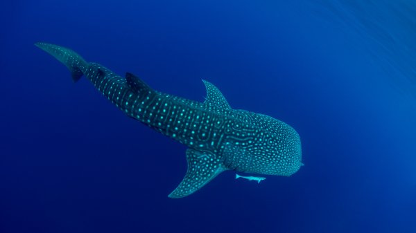 WhaleSharkDay ROW6113482072 UHD