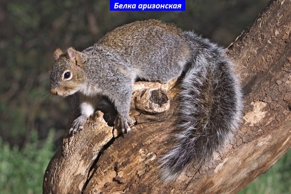 Белка аризонская