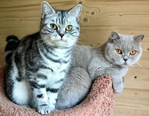 Коты..