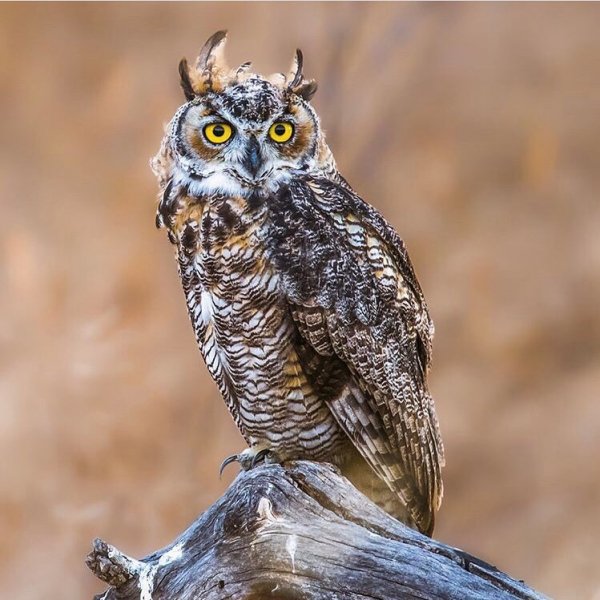 ethicalowlphotos