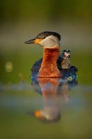 images (36)