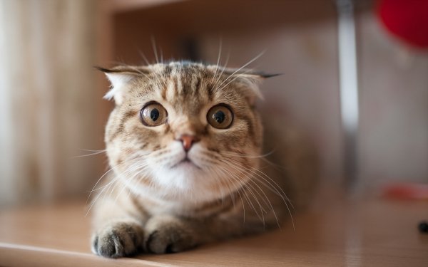 Котэ обои ПК