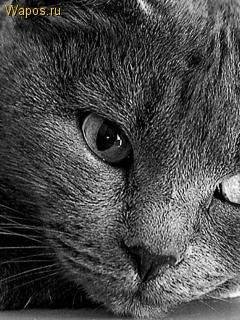 Кошки