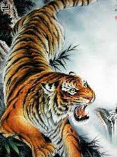 Tigr тигр красавец