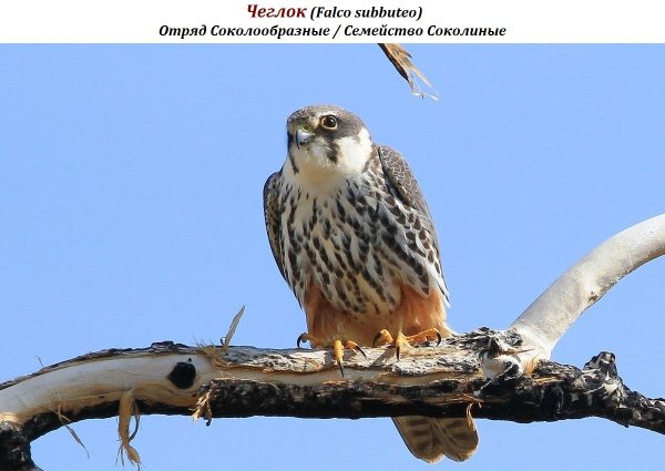 Чеглок (Falco subbuteo)