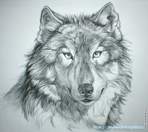 Volk-