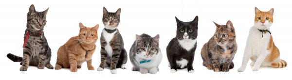 Cat-group