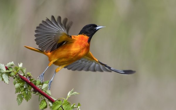 Birds of Many Feathers 8
