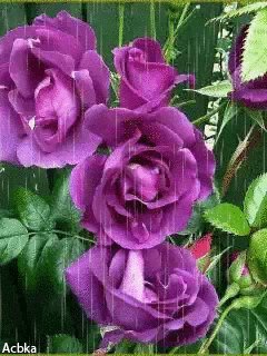 file_57124657