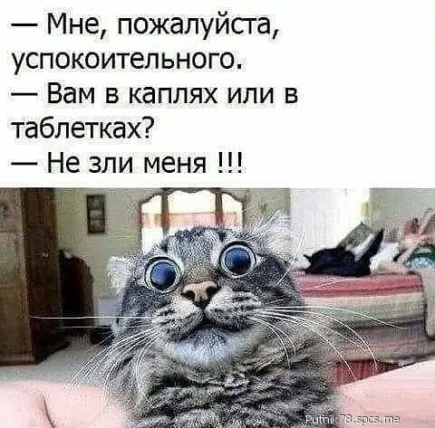 кот