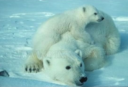 interesting-facts-about-animals-11