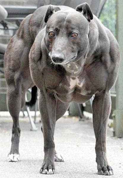 whippet
