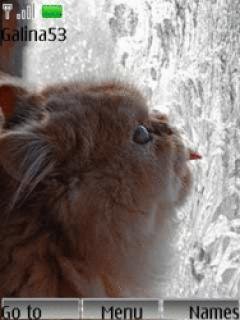 catinthewi 79tzj17p