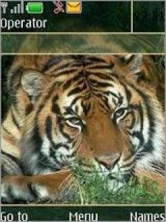 Tiger 01 By Lyubota