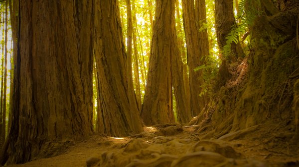 MuirWoodsMonument ROW9621439164 UHD