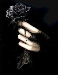 X2 Rose