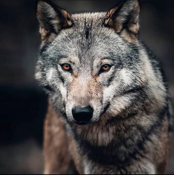 wolf