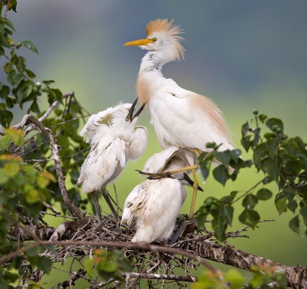 Цапли египетские