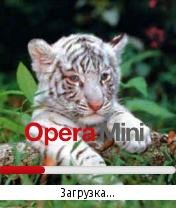 Kid Of a White Tiger