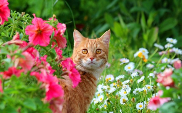Кошка