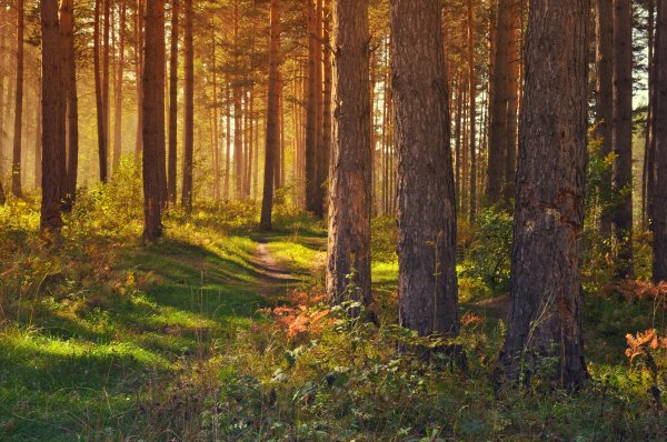 Стволы деревьев в лесу