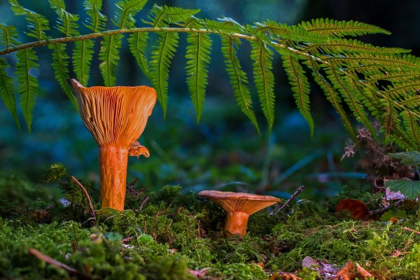 Vetka-mokh-les-griby